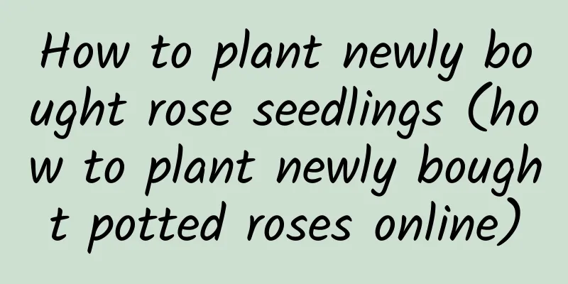 How to plant newly bought rose seedlings (how to plant newly bought potted roses online)