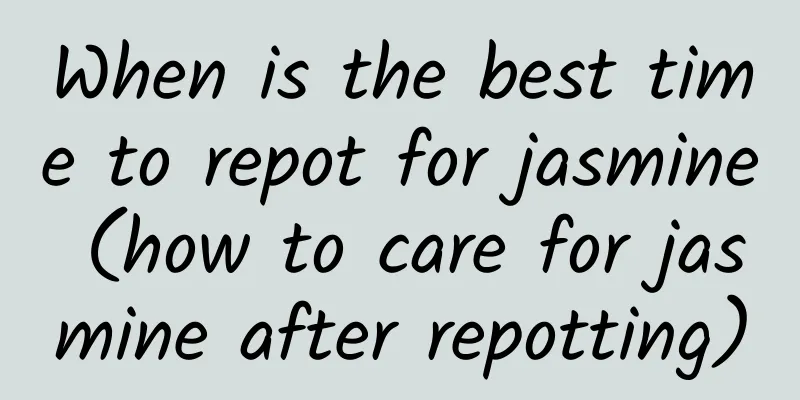 When is the best time to repot for jasmine (how to care for jasmine after repotting)