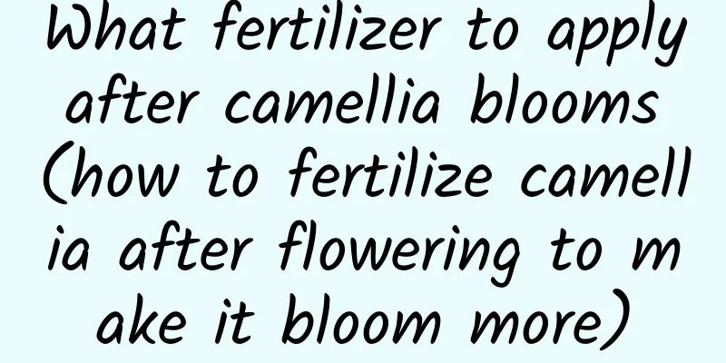 What fertilizer to apply after camellia blooms (how to fertilize camellia after flowering to make it bloom more)