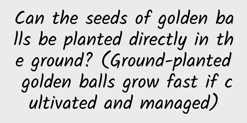 Can the seeds of golden balls be planted directly in the ground? (Ground-planted golden balls grow fast if cultivated and managed)