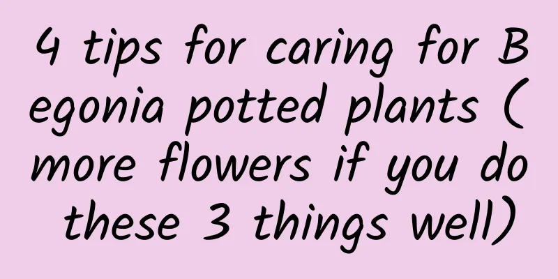 4 tips for caring for Begonia potted plants (more flowers if you do these 3 things well)