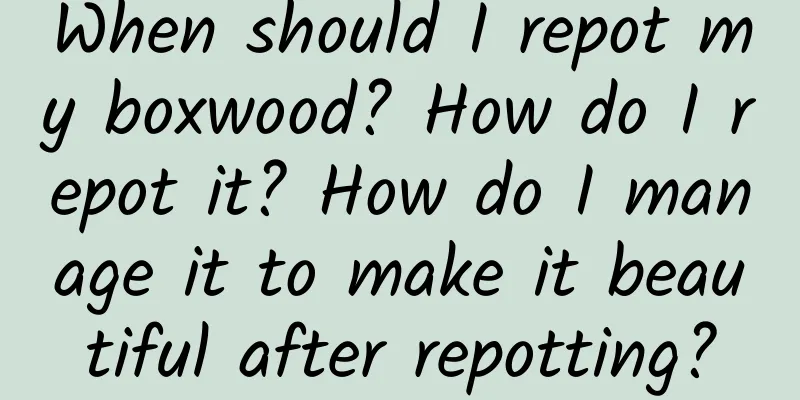 When should I repot my boxwood? How do I repot it? How do I manage it to make it beautiful after repotting?