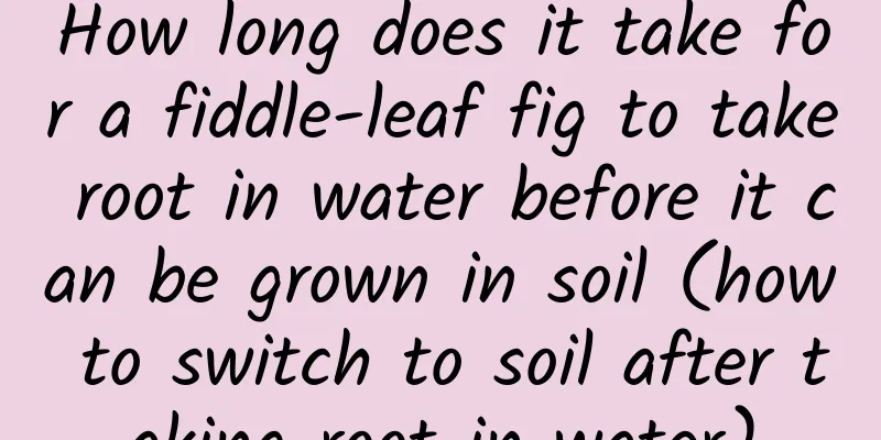 How long does it take for a fiddle-leaf fig to take root in water before it can be grown in soil (how to switch to soil after taking root in water)