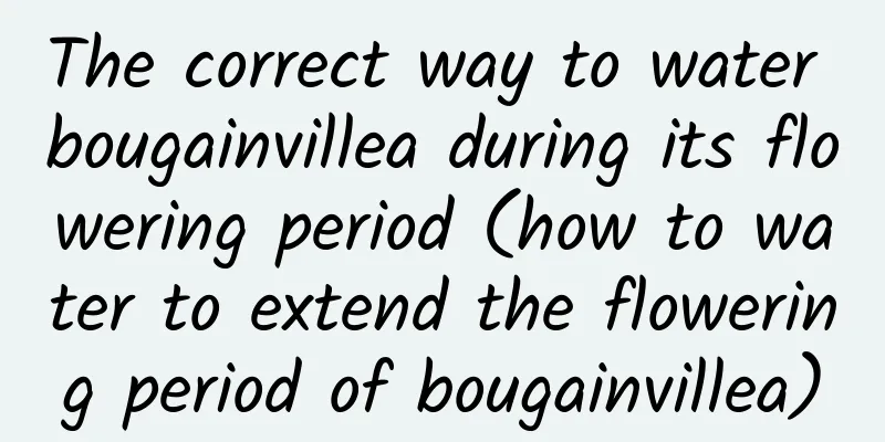 The correct way to water bougainvillea during its flowering period (how to water to extend the flowering period of bougainvillea)
