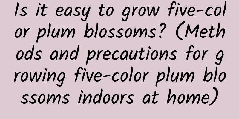 Is it easy to grow five-color plum blossoms? (Methods and precautions for growing five-color plum blossoms indoors at home)