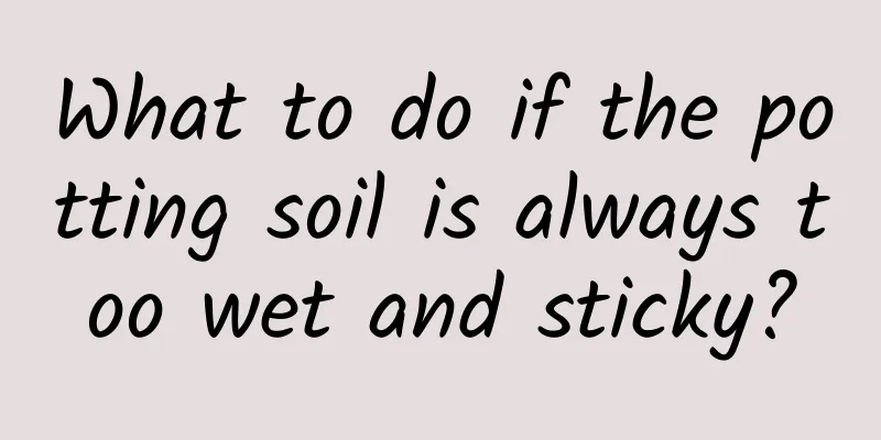 What to do if the potting soil is always too wet and sticky?