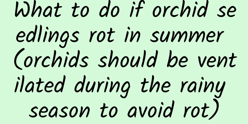 What to do if orchid seedlings rot in summer (orchids should be ventilated during the rainy season to avoid rot)