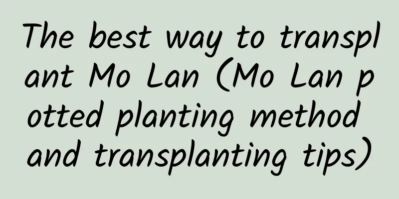 The best way to transplant Mo Lan (Mo Lan potted planting method and transplanting tips)