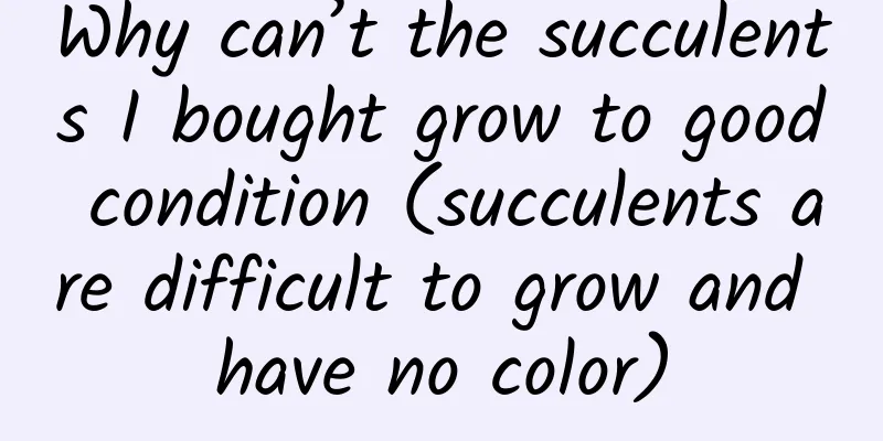 Why can’t the succulents I bought grow to good condition (succulents are difficult to grow and have no color)