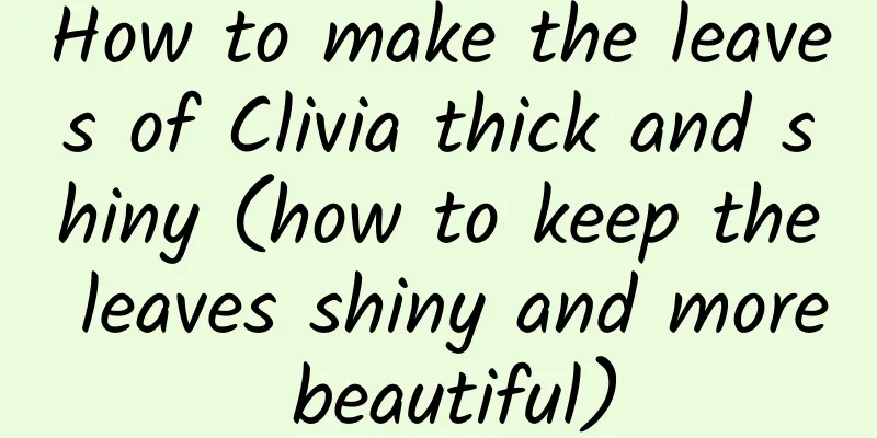 How to make the leaves of Clivia thick and shiny (how to keep the leaves shiny and more beautiful)