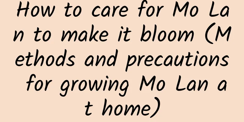 How to care for Mo Lan to make it bloom (Methods and precautions for growing Mo Lan at home)