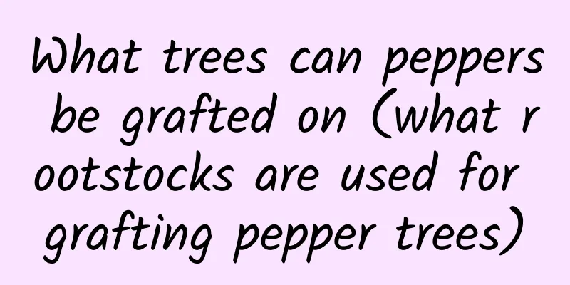 What trees can peppers be grafted on (what rootstocks are used for grafting pepper trees)