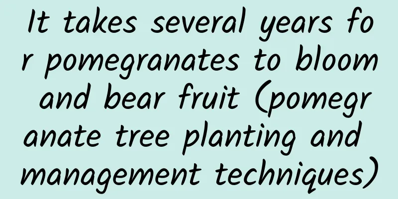 It takes several years for pomegranates to bloom and bear fruit (pomegranate tree planting and management techniques)