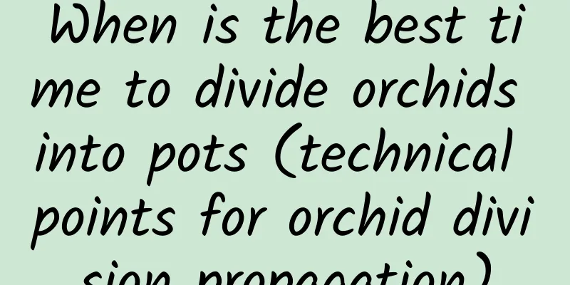 When is the best time to divide orchids into pots (technical points for orchid division propagation)