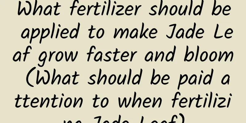 What fertilizer should be applied to make Jade Leaf grow faster and bloom (What should be paid attention to when fertilizing Jade Leaf)
