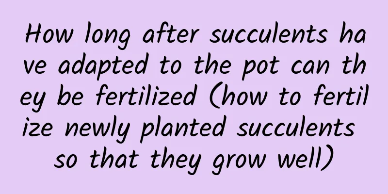 How long after succulents have adapted to the pot can they be fertilized (how to fertilize newly planted succulents so that they grow well)