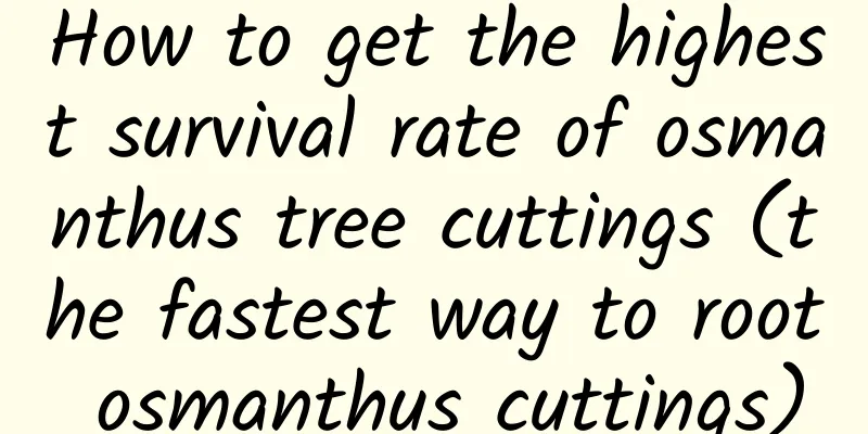 How to get the highest survival rate of osmanthus tree cuttings (the fastest way to root osmanthus cuttings)