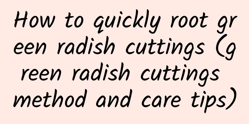 How to quickly root green radish cuttings (green radish cuttings method and care tips)