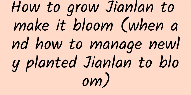 How to grow Jianlan to make it bloom (when and how to manage newly planted Jianlan to bloom)