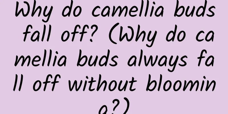 Why do camellia buds fall off? (Why do camellia buds always fall off without blooming?)
