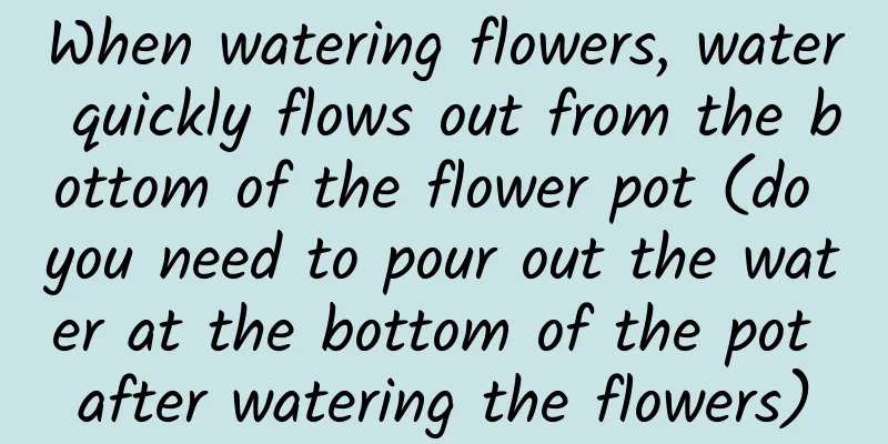 When watering flowers, water quickly flows out from the bottom of the flower pot (do you need to pour out the water at the bottom of the pot after watering the flowers)