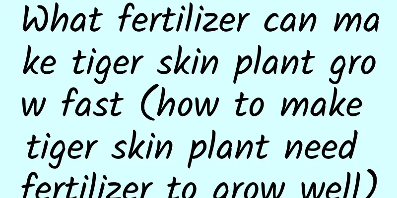 What fertilizer can make tiger skin plant grow fast (how to make tiger skin plant need fertilizer to grow well)