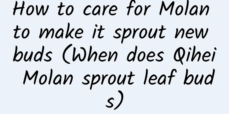 How to care for Molan to make it sprout new buds (When does Qihei Molan sprout leaf buds)