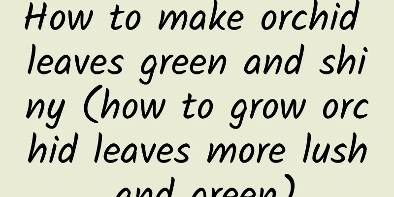 How to make orchid leaves green and shiny (how to grow orchid leaves more lush and green)