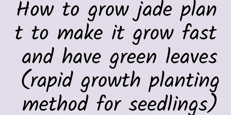 How to grow jade plant to make it grow fast and have green leaves (rapid growth planting method for seedlings)