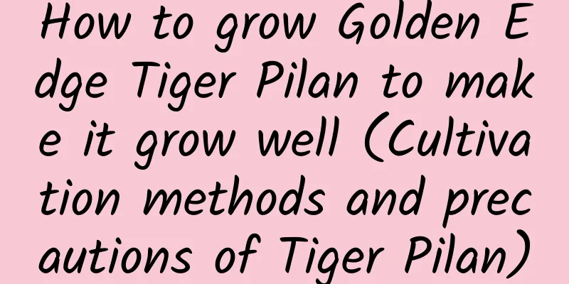How to grow Golden Edge Tiger Pilan to make it grow well (Cultivation methods and precautions of Tiger Pilan)