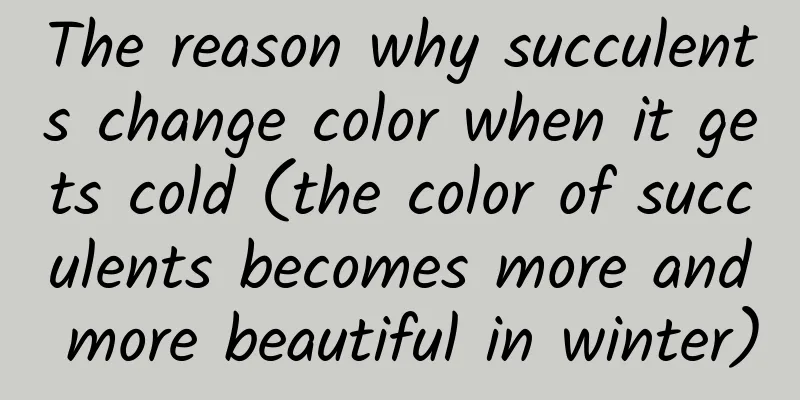 The reason why succulents change color when it gets cold (the color of succulents becomes more and more beautiful in winter)