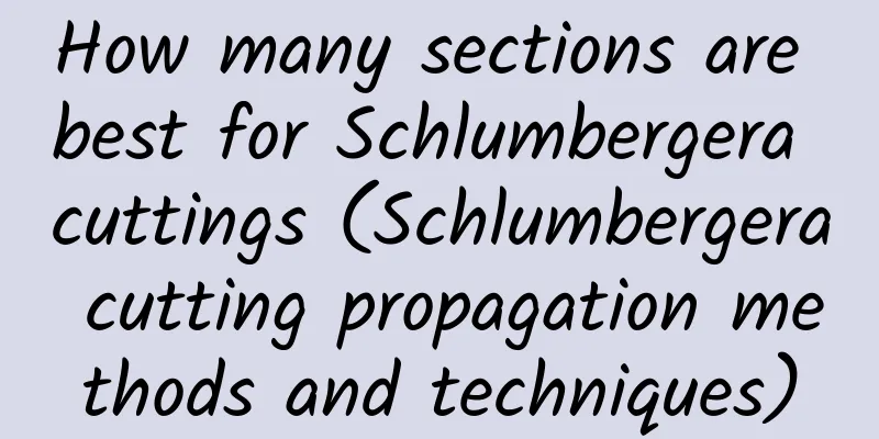 How many sections are best for Schlumbergera cuttings (Schlumbergera cutting propagation methods and techniques)