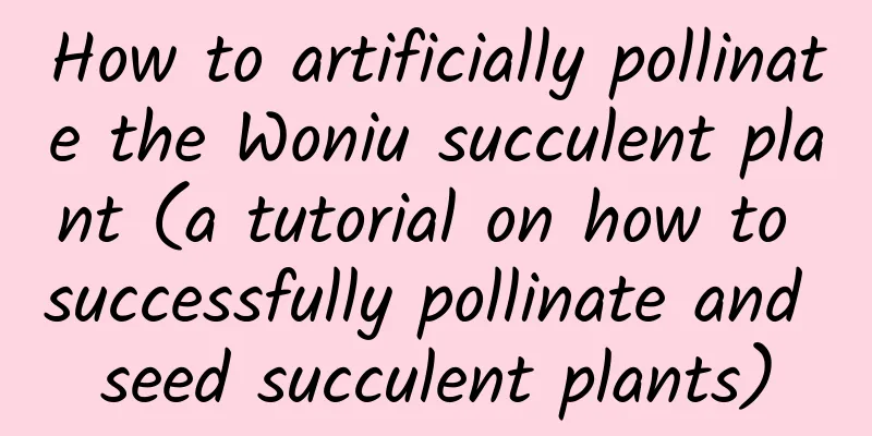 How to artificially pollinate the Woniu succulent plant (a tutorial on how to successfully pollinate and seed succulent plants)