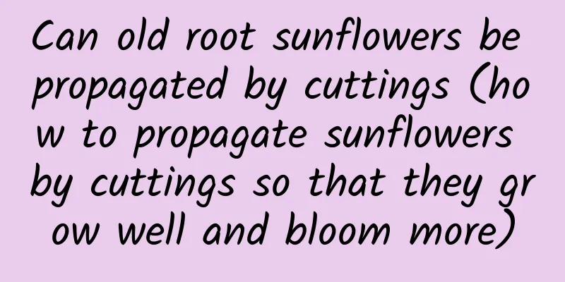 Can old root sunflowers be propagated by cuttings (how to propagate sunflowers by cuttings so that they grow well and bloom more)