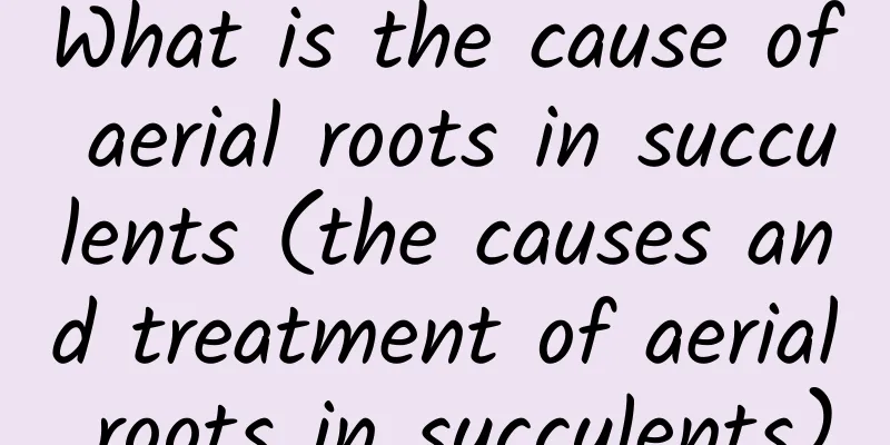 What is the cause of aerial roots in succulents (the causes and treatment of aerial roots in succulents)
