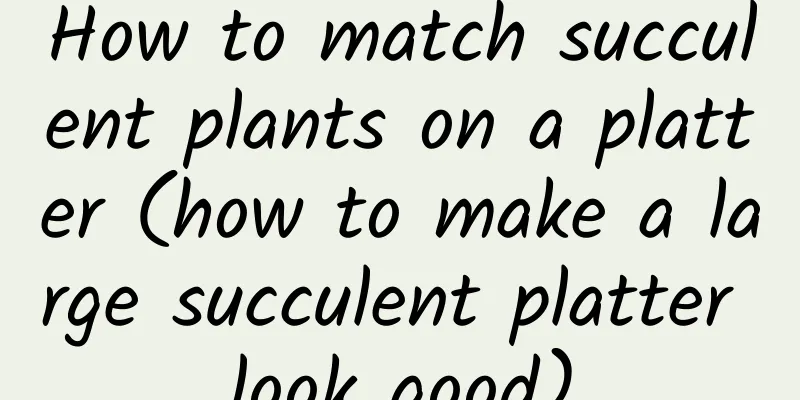 How to match succulent plants on a platter (how to make a large succulent platter look good)