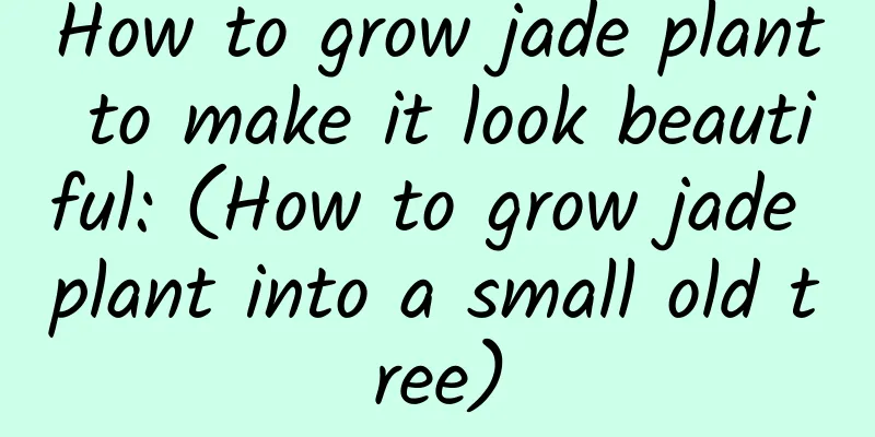 How to grow jade plant to make it look beautiful: (How to grow jade plant into a small old tree)
