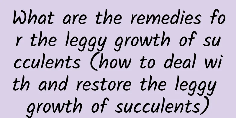 What are the remedies for the leggy growth of succulents (how to deal with and restore the leggy growth of succulents)