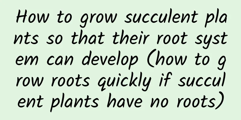 How to grow succulent plants so that their root system can develop (how to grow roots quickly if succulent plants have no roots)