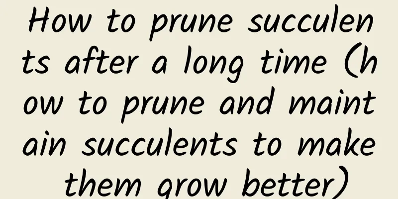 How to prune succulents after a long time (how to prune and maintain succulents to make them grow better)
