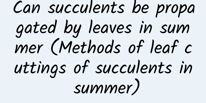 Can succulents be propagated by leaves in summer (Methods of leaf cuttings of succulents in summer)