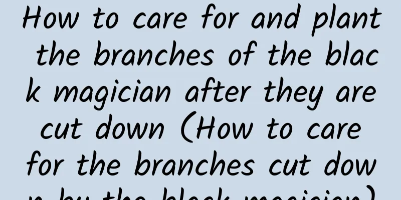 How to care for and plant the branches of the black magician after they are cut down (How to care for the branches cut down by the black magician)