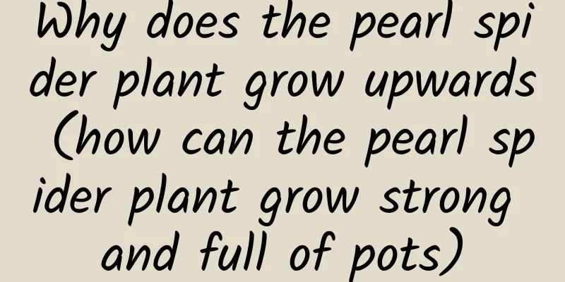 Why does the pearl spider plant grow upwards (how can the pearl spider plant grow strong and full of pots)