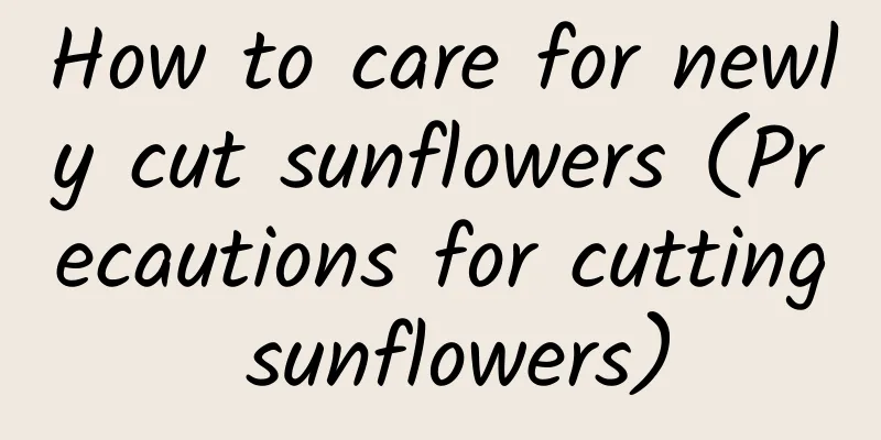 How to care for newly cut sunflowers (Precautions for cutting sunflowers)