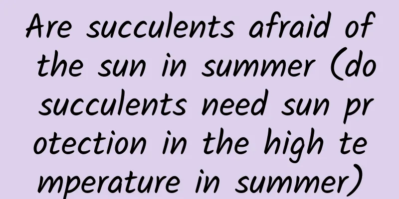 Are succulents afraid of the sun in summer (do succulents need sun protection in the high temperature in summer)