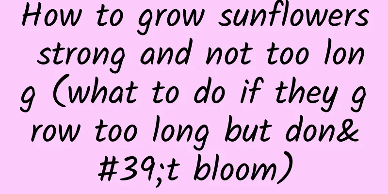 How to grow sunflowers strong and not too long (what to do if they grow too long but don't bloom)