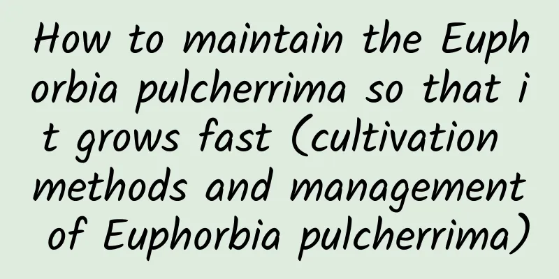 How to maintain the Euphorbia pulcherrima so that it grows fast (cultivation methods and management of Euphorbia pulcherrima)