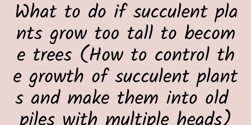 What to do if succulent plants grow too tall to become trees (How to control the growth of succulent plants and make them into old piles with multiple heads)