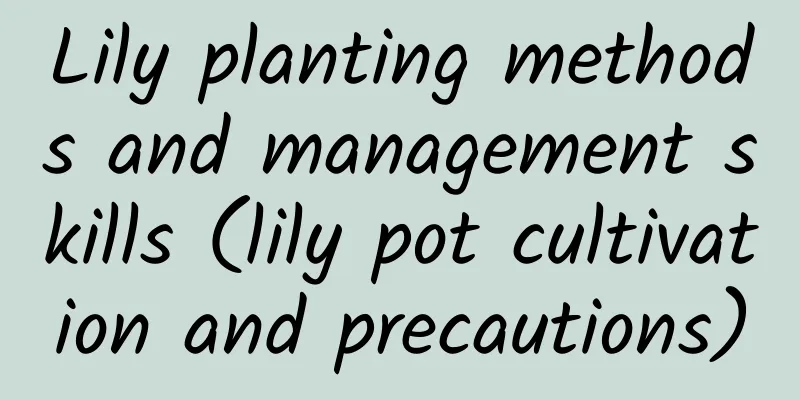 Lily planting methods and management skills (lily pot cultivation and precautions)