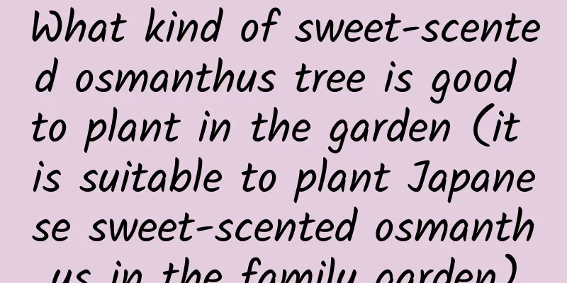 What kind of sweet-scented osmanthus tree is good to plant in the garden (it is suitable to plant Japanese sweet-scented osmanthus in the family garden)